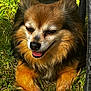 animal, black_fur, brown_fur, canine, closeup, cute, daylight, dog, fluffy, grass, happy, nature, outdoor, pet, relaxing, smiling, summer, sunlight, tongue_out, white_paws