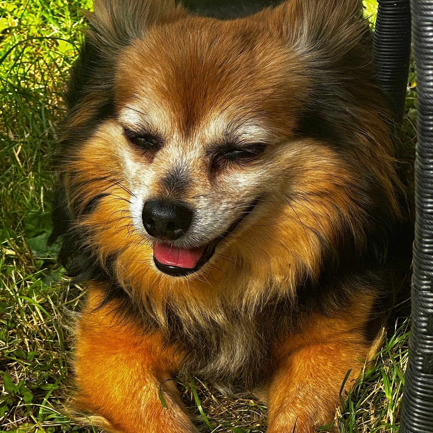 Tedy is registered to the contest to win money with this photo: animal, black_fur, brown_fur, canine, closeup, cute, daylight, dog, fluffy, grass, happy, nature, outdoor, pet, relaxing, smiling, summer, sunlight, tongue_out, white_paws