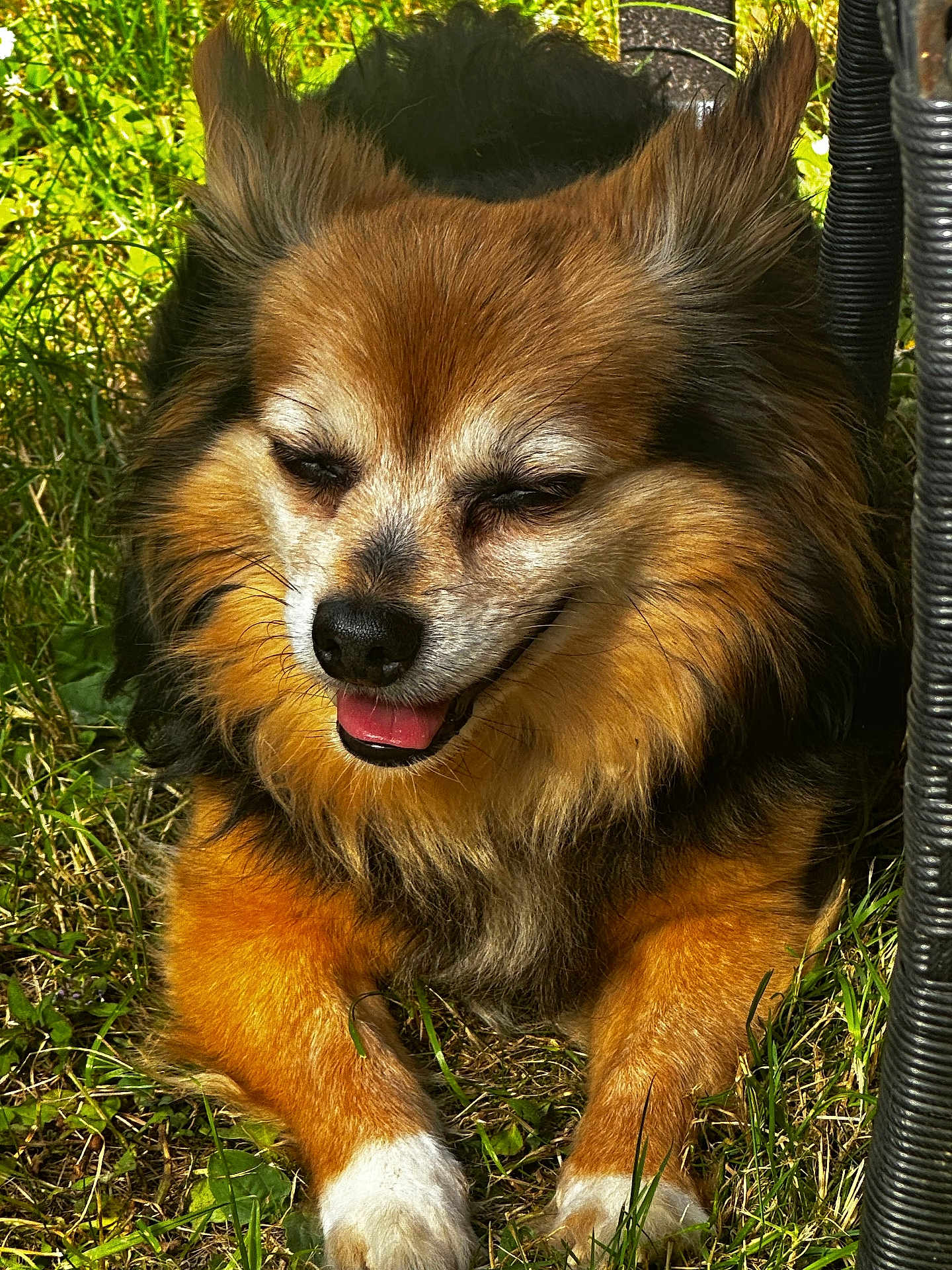 Tedy is registered to the contest to win money with this photo: animal, black_fur, brown_fur, canine, closeup, cute, daylight, dog, fluffy, grass, happy, nature, outdoor, pet, relaxing, smiling, summer, sunlight, tongue_out, white_paws