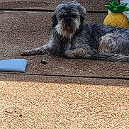 Sadie is registered to the contest to win money with this photo: dog, outdoor, pineapple, sunlight, relaxing, scruffy, pet, sidewalk, texture, animal, laying_down, brown, gray, furry, collar, summer, daytime, quiet, resting, decor