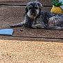 animal, brown, collar, daytime, decor, dog, furry, gray, laying_down, outdoor, pet, pineapple, quiet, relaxing, resting, scruffy, sidewalk, summer, sunlight, texture