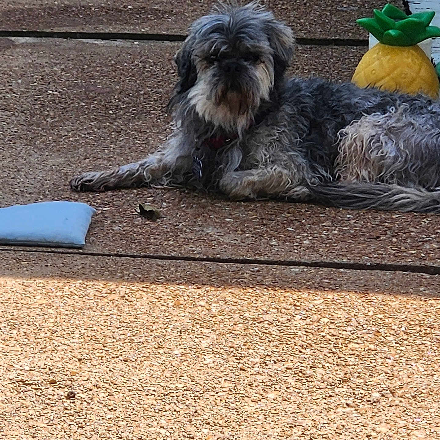 Sadie is registered to the contest to win money with this photo: animal, brown, collar, daytime, decor, dog, furry, gray, laying_down, outdoor, pet, pineapple, quiet, relaxing, resting, scruffy, sidewalk, summer, sunlight, texture