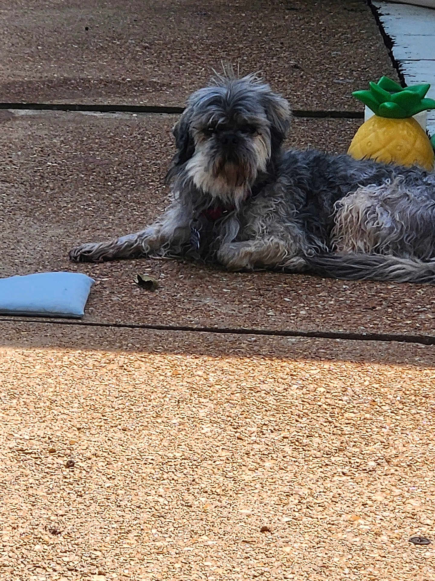Sadie is registered to the contest to win money with this photo: dog, outdoor, pineapple, sunlight, relaxing, scruffy, pet, sidewalk, texture, animal, laying_down, brown, gray, furry, collar, summer, daytime, quiet, resting, decor