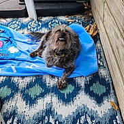 Theo joined the competition — help win amazing prizes! affenpinscher, animal, blanket, canine, dog, dogbed, furniture, homedecor, mat, person, pet, plant, pottedplant, puppy, quilt, sleeping, summer, terrier, towel, wood
