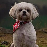 Penny joined the competition — help win amazing prizes! dog, white_dog, bandana, sitting, outdoor, grass, pet, cute, fur, canine, animal, portrait, nature, field, collar, fluffy, mammal, cute_pet, looking, still