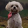 dog, white_dog, bandana, sitting, outdoor, grass, pet, cute, fur, canine, animal, portrait, nature, field, collar, fluffy, mammal, cute_pet, looking, still