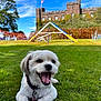 Penny is registered to the contest to win money with this photo: agility_equipment, animal, blue_sky, building, castle, clouds, collar, daytime, dog, grass, greenery, happy, leash, netting, outdoor, pet, playful, smiling, sunny, white_dog