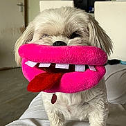 Penny is registered to the contest to win money with this photo: animal, collar, couch, cute, dog, funny, fur, home, indoor, living_room, pet, pink_lips, playful, plush_toy, red_tongue, small_dog, standing, teeth, toy, white_dog