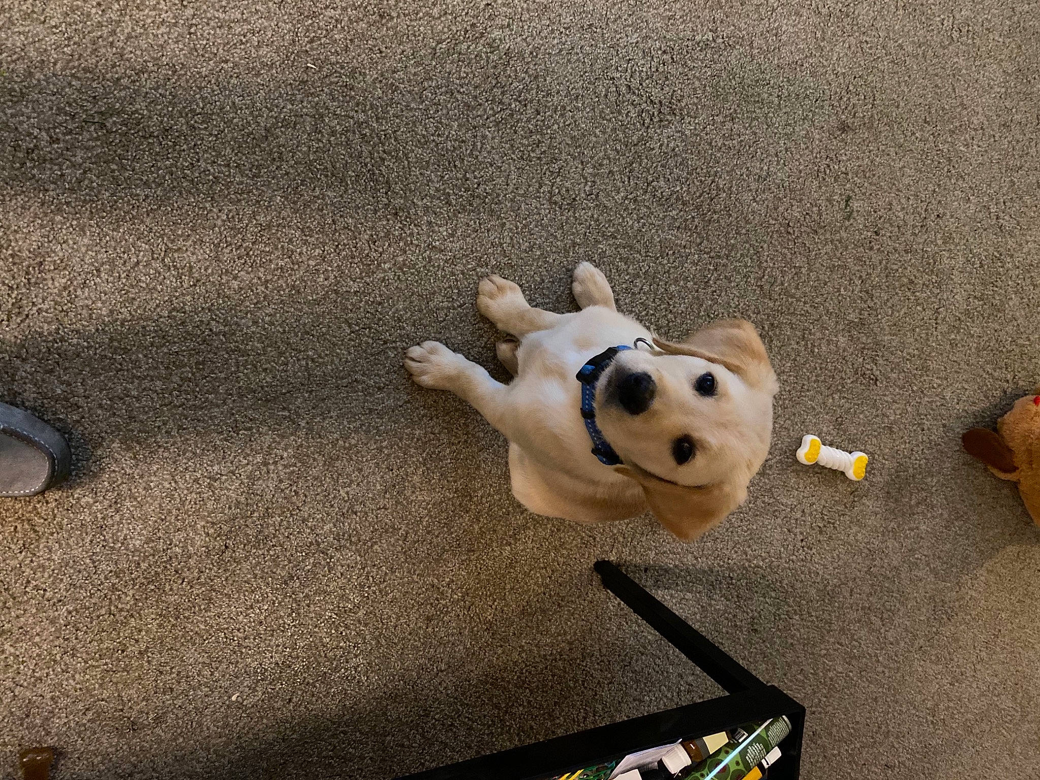 Archie joined the competition — help win amazing prizes! canidae, carnivore, companion_dog, dog, dog_breed, dog_supply, dog_toy, fawn, non_sporting_group, pet_supply, puppy, snout, sporting_group, stuffed_toy, terrestrial_animal, toy, toy_dog, working_animal, working_dog