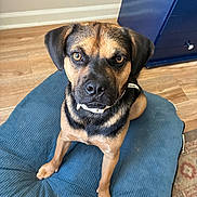 Snoop Dog is registered to the contest to win money with this photo: dog, pet, indoor, brown, black, cushion, floor, collar, looking_up, canine, animal, fur, ears, nose, eyes, sitting, home, furniture, wood_floor, tag