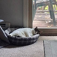 Tiger is registered to the contest to win money with this photo: cat, pet_bed, sleeping, indoor, carpet, sliding_door, window, deck, chair, bowl, relaxing, furniture, home, gray, white, cozy, animal, domestic, resting, quiet