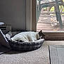 cat, pet_bed, sleeping, indoor, carpet, sliding_door, window, deck, chair, bowl, relaxing, furniture, home, gray, white, cozy, animal, domestic, resting, quiet