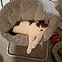 cat, chair, indoor, pet, relaxed, furniture, cozy, cushion, carpet, toy, pet_bed, white, brown, tabby, cute, animal, resting, domestic, home, comfort