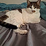 Tiger is registered to the contest to win money with this photo: cat, pet, indoor, bed, blanket, fur, white, brown, striped, relaxed, animal, cute, paws, resting, domestic, cozy, feline, portrait, soft, sleepy
