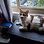 Tiger is registered to the contest to win money with this photo: cat, window, curtain, indoor, table, car, parking_lot, box, spray_bottle, furniture, pet, white_fur, brown_fur, relaxing, animal, domestic, resting, daylight, houseplant, technology