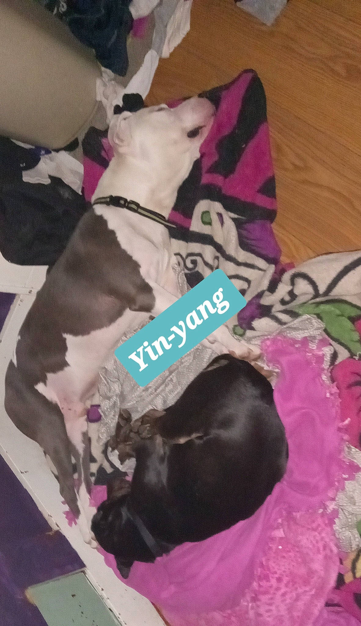 Klydes Dale joined the competition — help win amazing prizes! canidae, carnivore, collar, comfort, companion_dog, dog, dog_breed, dog_clothes, dog_supply, fawn, felidae, linens, magenta, pet_supply, pink, purple, snout, sporting_group, tail, working_animal