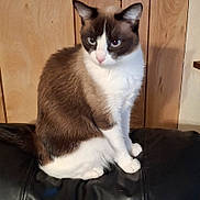 Kickzie is registered to the contest to win money with this photo: animal, black, brown, cat, closeup, cute, domestic, ears, feline, fur, indoor, leather, pet, portrait, sitting, tail, wall, whiskers, white, wood