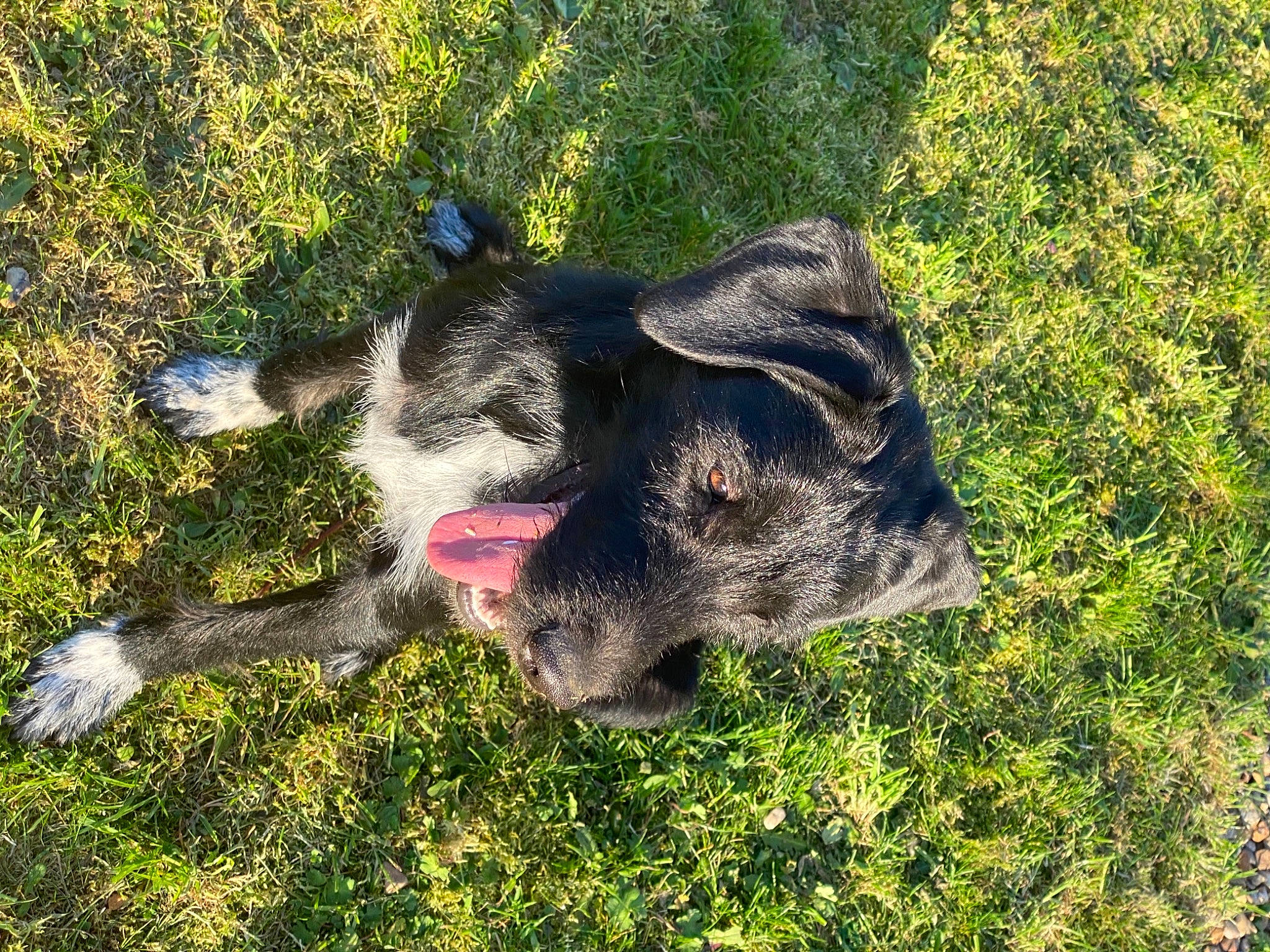 Nala participe au concours pour gagner de l'argent avec cette photo : canidae, carnivore, companion_dog, dog, dog_breed, fawn, fur, grass, groundcover, herbaceous_plant, non_sporting_group, plant, shadow, snout, soil, sporting_group, tail, terrestrial_animal, working_animal, working_dog