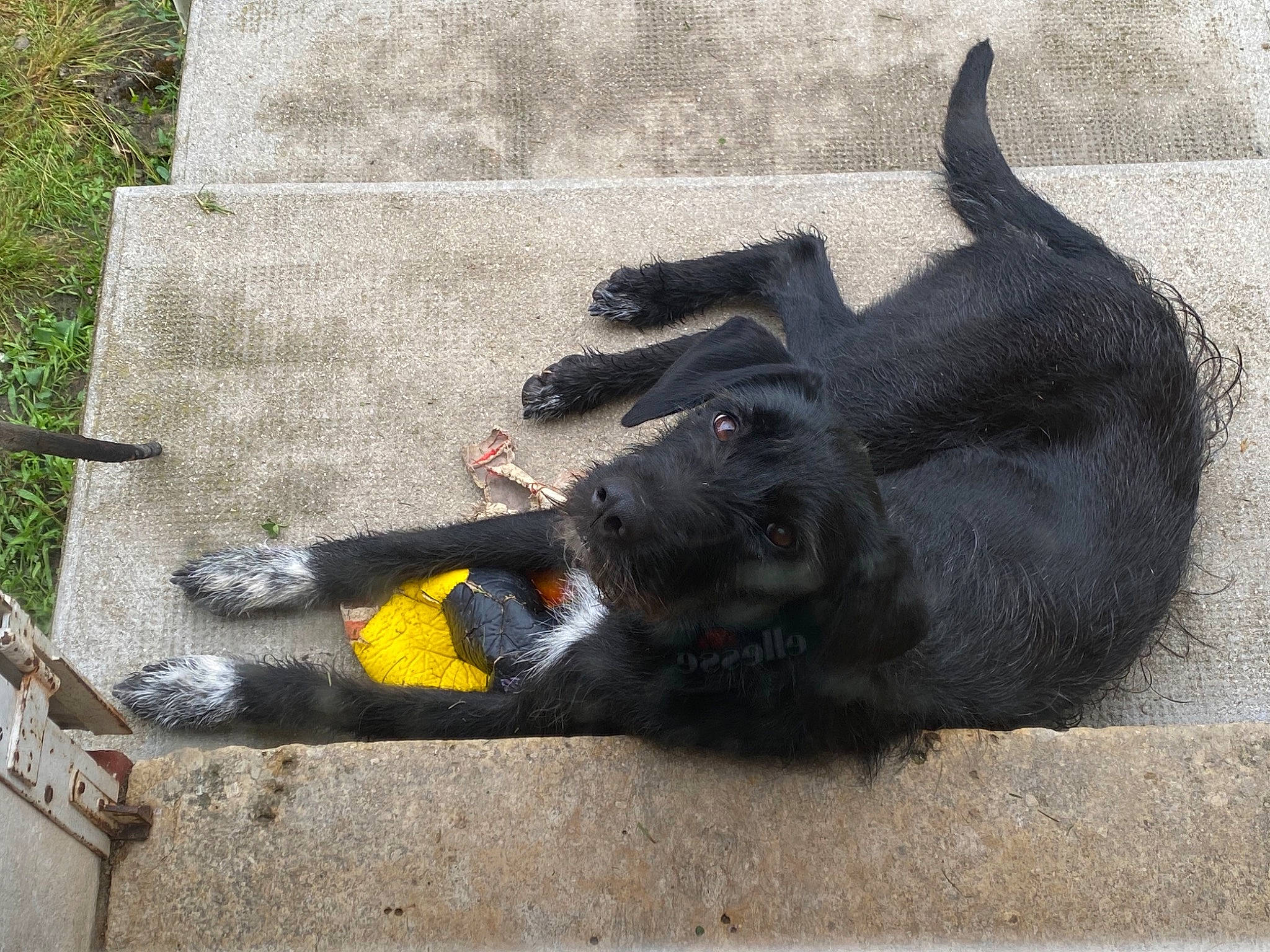 Nala a rejoint le concours — aidez-le/la à gagner de superbes lots ! asphalt, black_cat, bovine, carnivore, claw, concrete, dog, dog_breed, fur, grass, grey, guard_dog, leash, paw, road_surface, shadow, sporting_group, tail, terrestrial_animal, working_animal