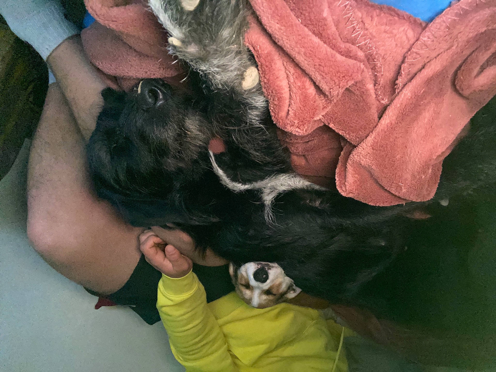 Nala a rejoint le concours — aidez-le/la à gagner de superbes lots ! carnivore, comfort, companion_dog, cool, dog, dog_breed, fawn, finger, foot, fur, gesture, hand, nail, snout, sporting_group, thumb, toy, vertebrate, working_animal, wrist