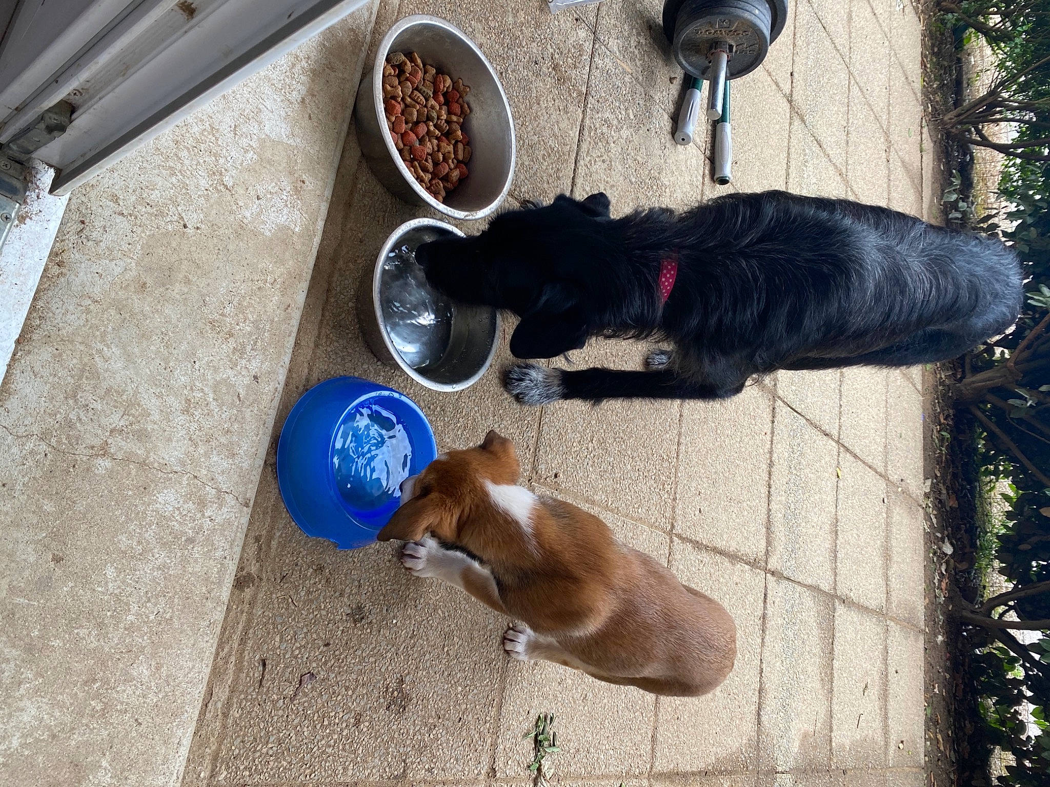 Nala a rejoint le concours — aidez-le/la à gagner de superbes lots ! automotive_tire, canidae, carnivore, collar, companion_dog, dog, dog_breed, dog_supply, fawn, fur, gas, liver, pet_supply, shadow, soil, sporting_group, tail, tree, wood, working_animal