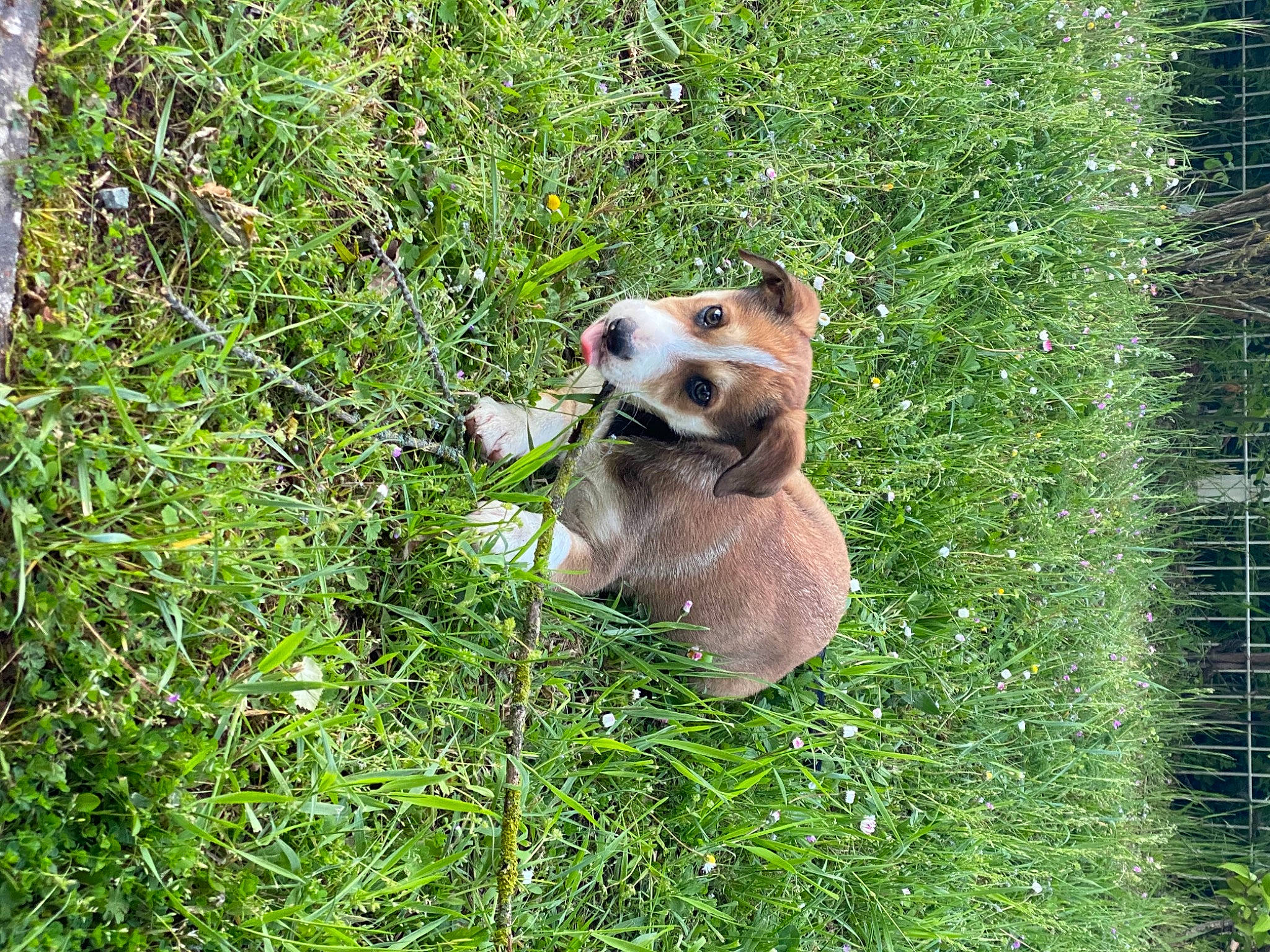 Shannel participe au concours pour gagner de l'argent avec cette photo : canidae, carnivore, companion_dog, dog, dog_breed, fence, grass, grassland, groundcover, home_fencing, landscape, mesh, pasture, plant, shrub, snout, sporting_group, tail, terrestrial_animal, whiskers
