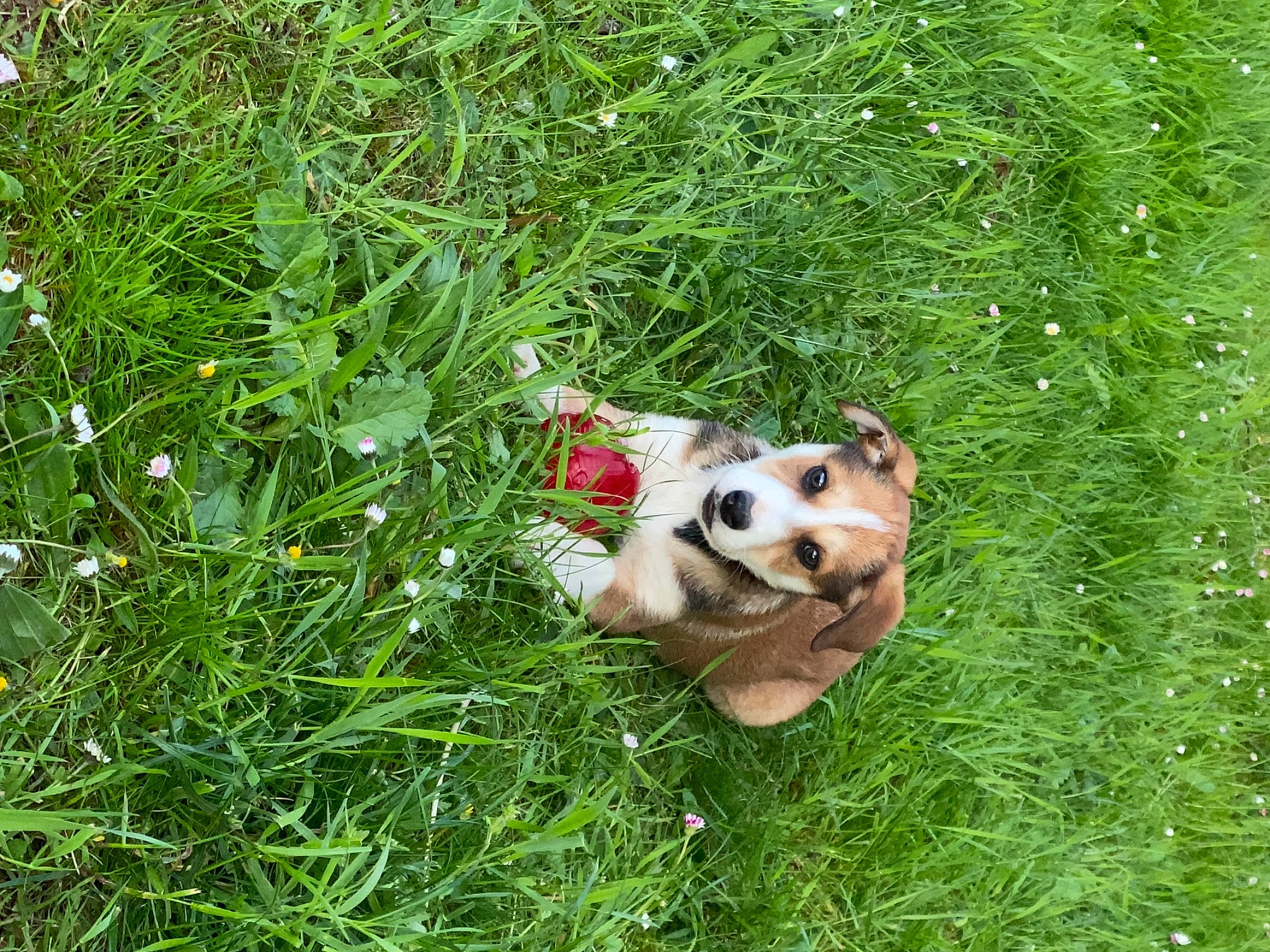 Shannel participe au concours pour gagner de l'argent avec cette photo : ball, canidae, carnivore, companion_dog, dog, dog_breed, fawn, grass, grass_family, grassland, groundcover, lawn, pasture, people_in_nature, plant, snout, soccer_ball, sporting_group, terrestrial_animal, toy