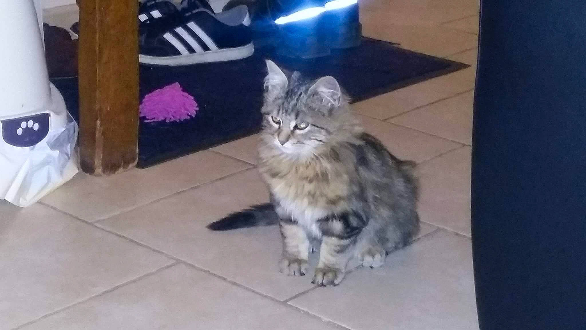 Titou a rejoint le concours — aidez-le/la à gagner de superbes lots ! box, carnivore, cat, claw, comfort, domestic_short_haired_cat, felidae, floor, flooring, fur, hardwood, laminate_flooring, paw, sitting, small_to_medium_sized_cats, tail, terrestrial_animal, tile_flooring, whiskers, wood