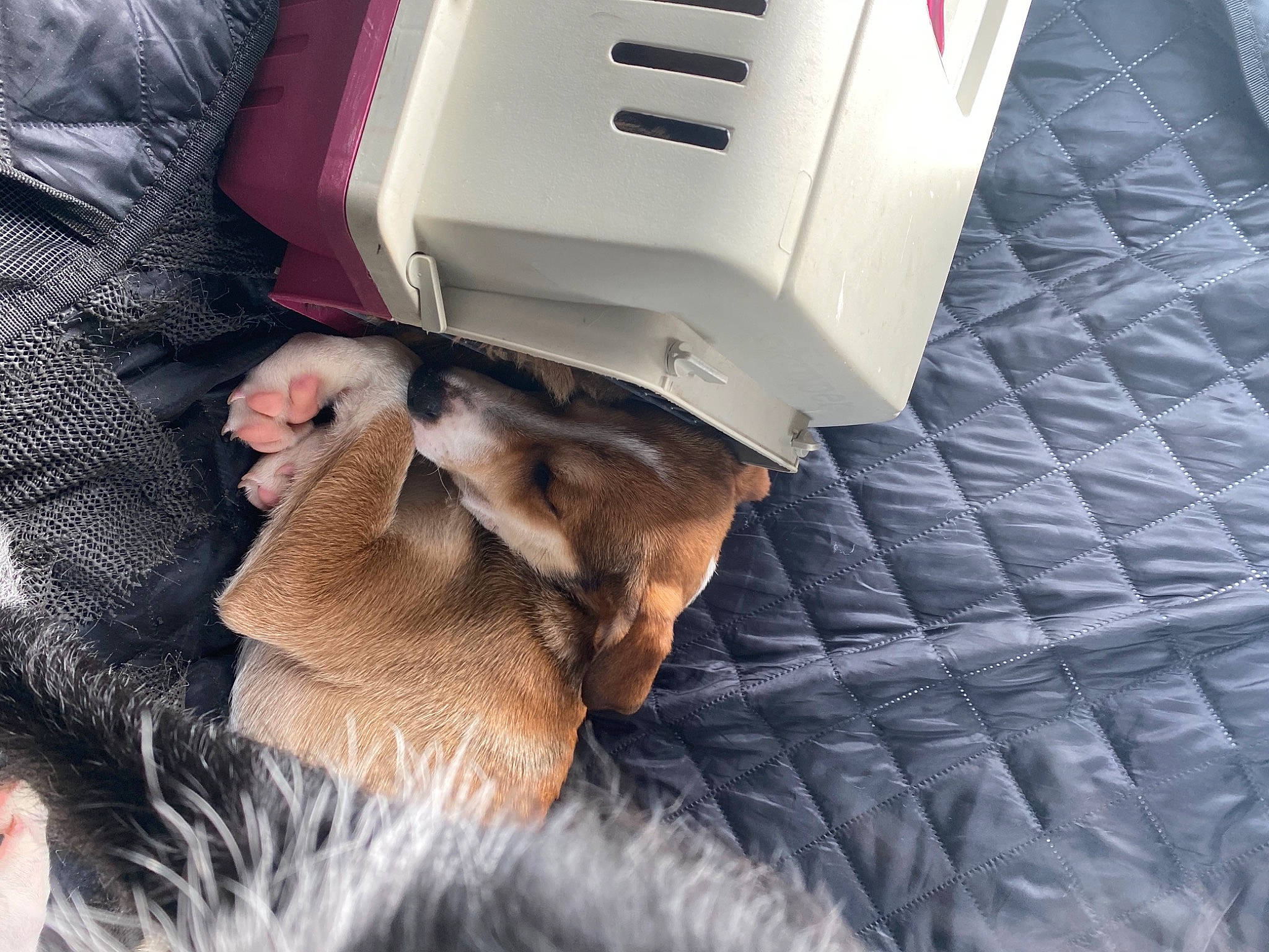 Titou a rejoint le concours — aidez-le/la à gagner de superbes lots ! canidae, carnivore, cat, comfort, companion_dog, dog_breed, domestic_short_haired_cat, felidae, fur, gadget, home_appliance, kitchen_appliance, linens, machine, paw, small_to_medium_sized_cats, sporting_group, tail, textile, whiskers