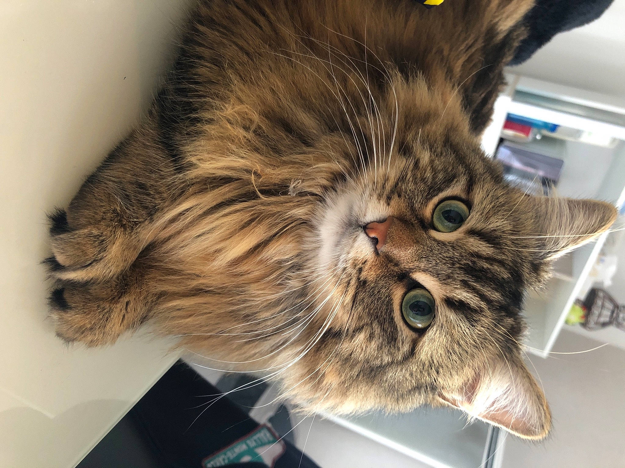 Titou participe au concours pour gagner de l'argent avec cette photo : box, carnivore, cat, domestic_short_haired_cat, felidae, fur, paw, small_to_medium_sized_cats, snout, whiskers