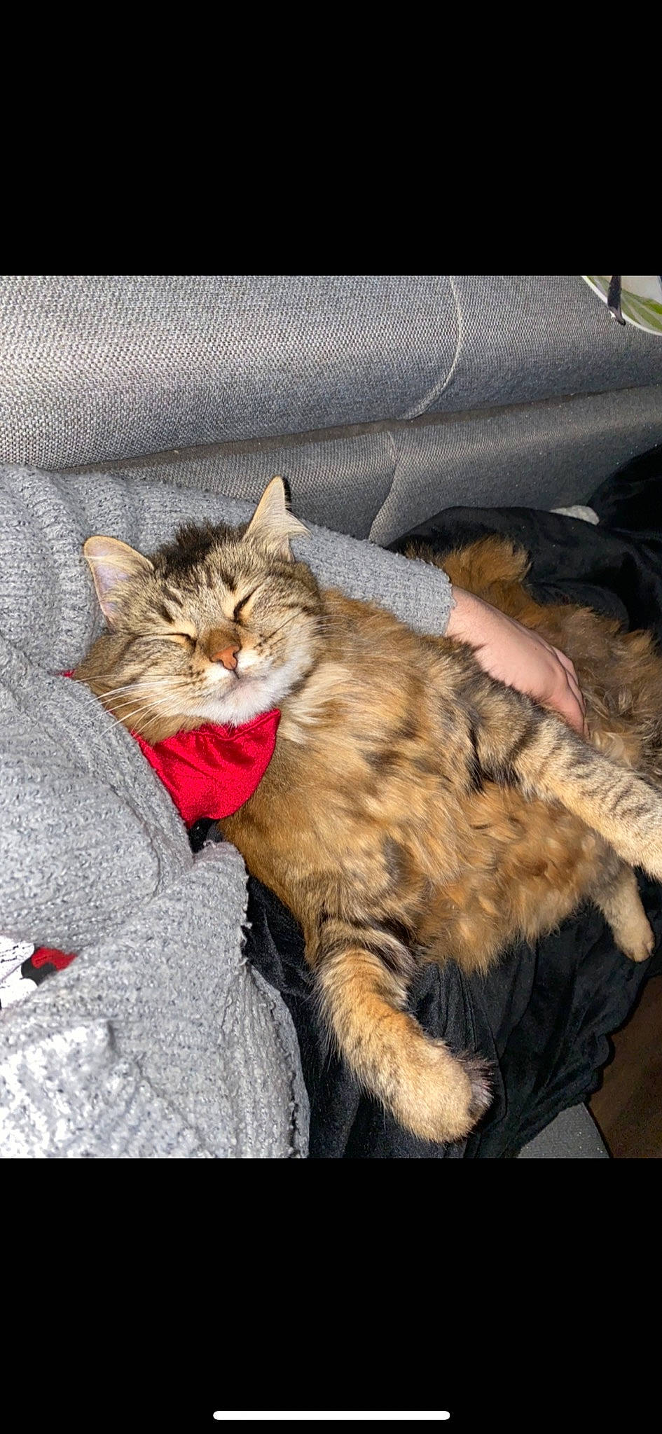 Titou a rejoint le concours — aidez-le/la à gagner de superbes lots ! box, carnivore, cat, claw, comfort, domestic_short_haired_cat, fawn, felidae, fur, lap, mammal, nap, paw, photo_caption, sitting, small_to_medium_sized_cats, snout, tail, whiskers