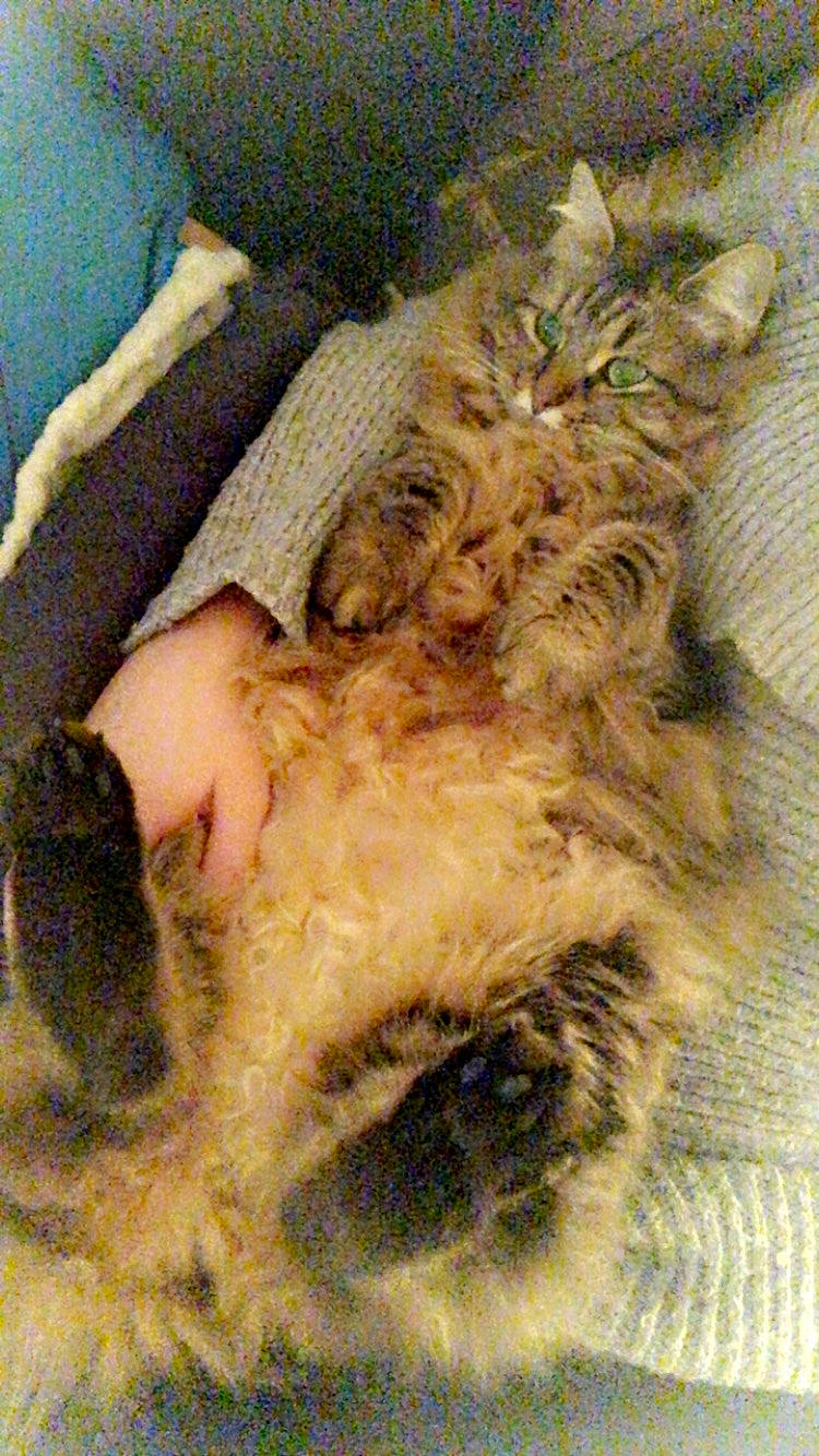 Titou participe au concours pour gagner de l'argent avec cette photo : canidae, carnivore, claw, comfort, companion_dog, dog, dog_breed, fawn, felidae, fur, liver, paw, small_to_medium_sized_cats, snout, sporting_group, tail, terrestrial_animal, terrier, whiskers, working_animal