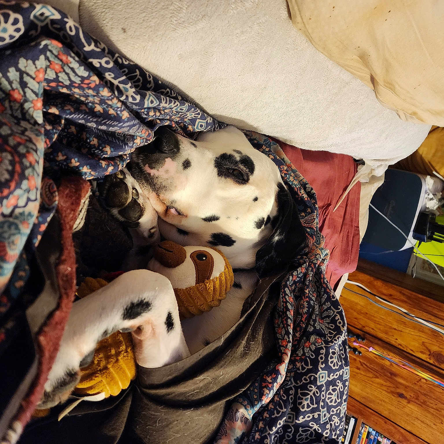 Chief is registered to the contest to win money with this photo: black_hair, costume_design, eyewear, fashion_accessory, fashion_design, fur, hat, headgear, outerwear, pattern, plaid, scarf, sleeve, sun_hat, sunglasses, textile, tradition, vintage_clothing, visual_arts