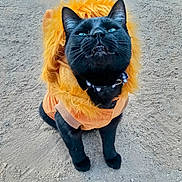 Bello joined the competition — help win amazing prizes! black_cat, cat, costume, lion_mane, pet, animal, outdoor, fur, collar, sitting, looking_up, cute, fluffy, playful, adorable, ground, gravel, portrait, feline, animal_costume
