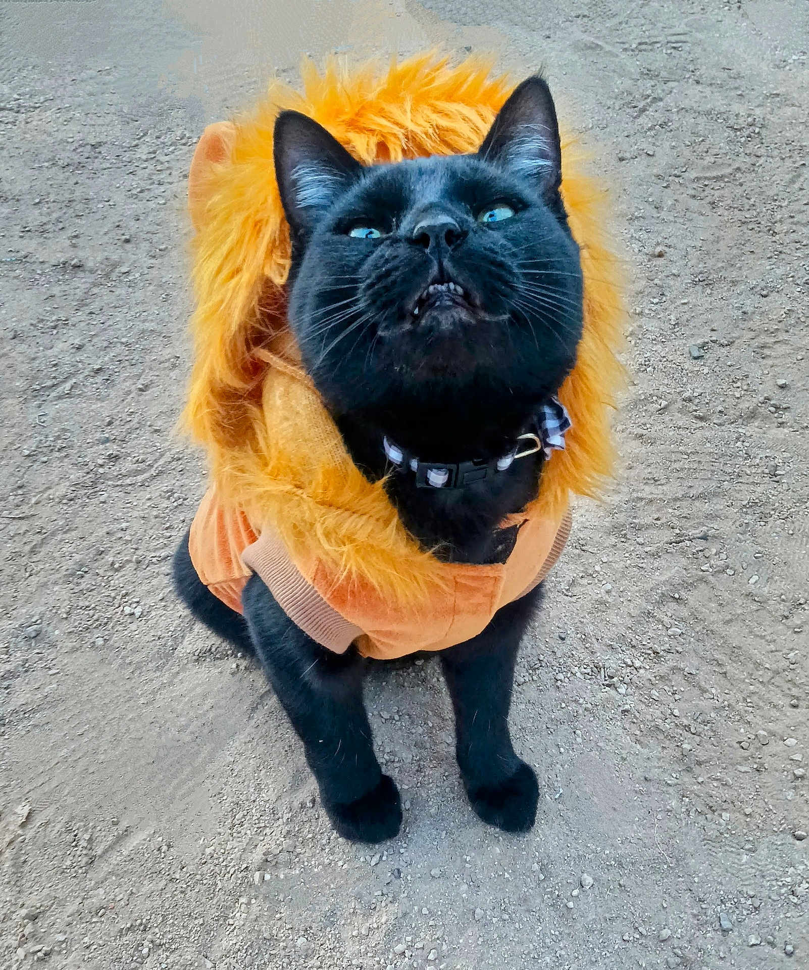 Bello joined the competition — help win amazing prizes! black_cat, cat, costume, lion_mane, pet, animal, outdoor, fur, collar, sitting, looking_up, cute, fluffy, playful, adorable, ground, gravel, portrait, feline, animal_costume