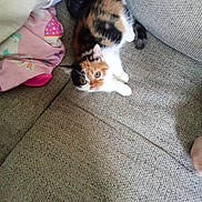 Mavis joined the competition — help win amazing prizes! animal, blanket, calico_cat, cat, couch, cozy, curious, cute, domestic, feline, fur, home, indoor, pet, relaxing, resting, small, soft, texture, whiskers