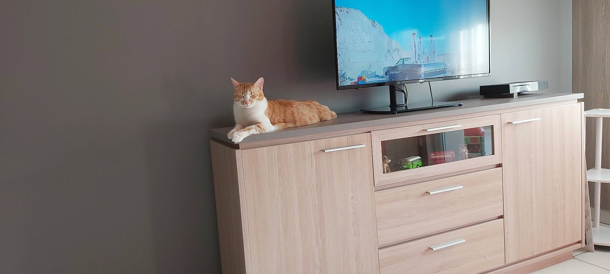 Ollygan participe au concours pour gagner de l'argent avec cette photo : cabinetry, carnivore, cat, chest_of_drawers, computer_desk, countertop, drawer, dresser, felidae, floor, furniture, grey, hardwood, home_appliance, interior_design, kitchen, shelf, shelving, whiskers, wood