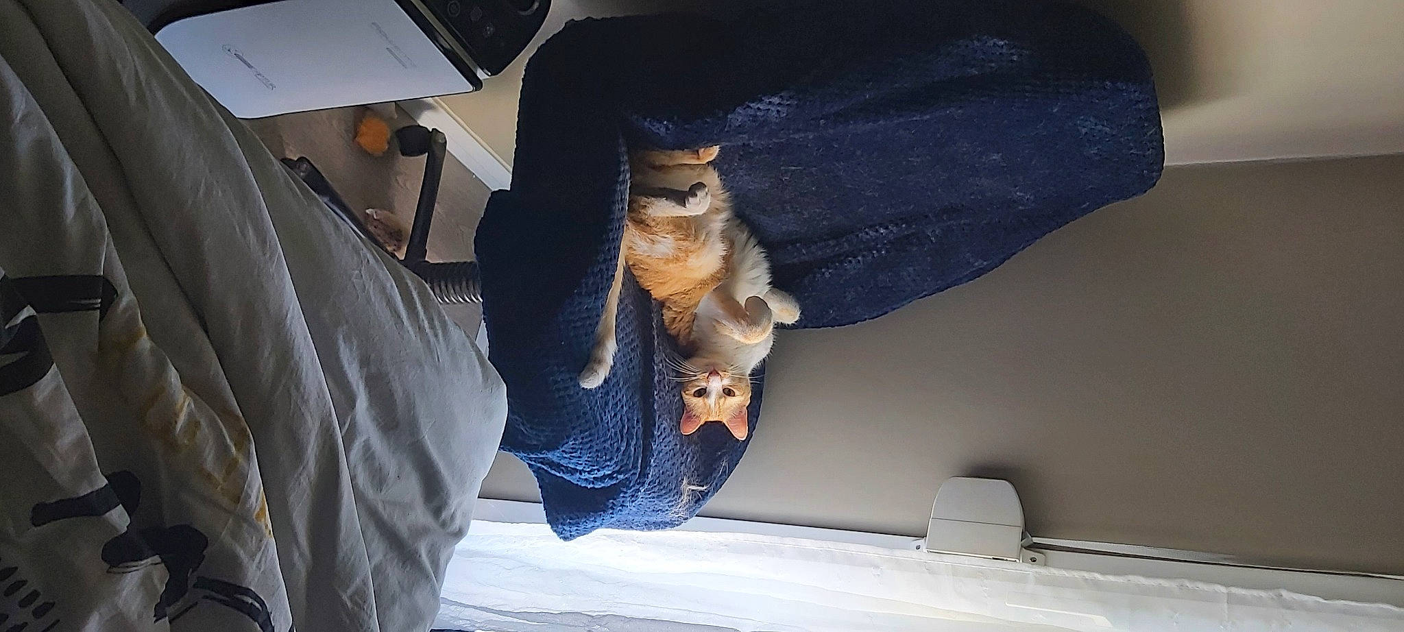 Ollygan a rejoint le concours — aidez-le/la à gagner de superbes lots ! automotive_exterior, comfort, denim, electric_blue, fashion_accessory, felidae, fun, fur, hat, human_leg, linens, room, sitting, small_to_medium_sized_cats, tail, vehicle_door, whiskers