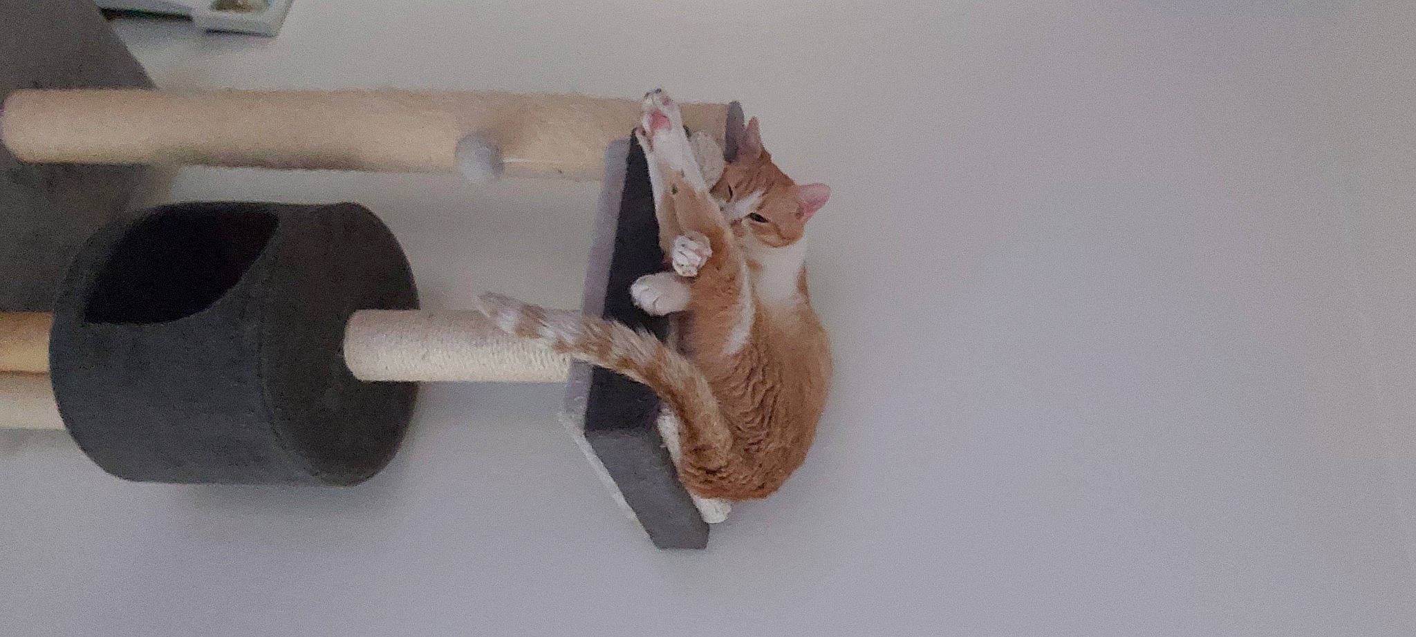 Ollygan a rejoint le concours — aidez-le/la à gagner de superbes lots ! art, automotive_tire, carnivore, cat, fawn, felidae, metal, paw, plant, plywood, small_to_medium_sized_cats, stuffed_toy, tail, terrestrial_animal, tire, toy, tree, wheel, wing, wood