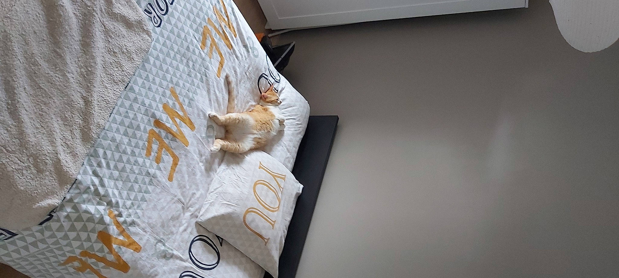 Ollygan a rejoint le concours — aidez-le/la à gagner de superbes lots ! carnivore, cat, comfort, couch, domestic_short_haired_cat, fawn, felidae, flooring, grey, hardwood, house, linens, paper, rectangle, room, shelving, small_to_medium_sized_cats, tail, whiskers, wood