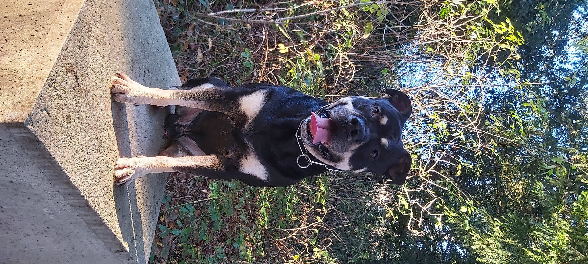 Pharo participe au concours pour gagner de l'argent avec cette photo : australian_bulldog, canidae, carnivore, collar, companion_dog, dog, dog_breed, dog_collar, fawn, grass, guard_dog, molosser, plant, sporting_group, tail, terrestrial_animal, tree, whiskers, working_animal, working_dog