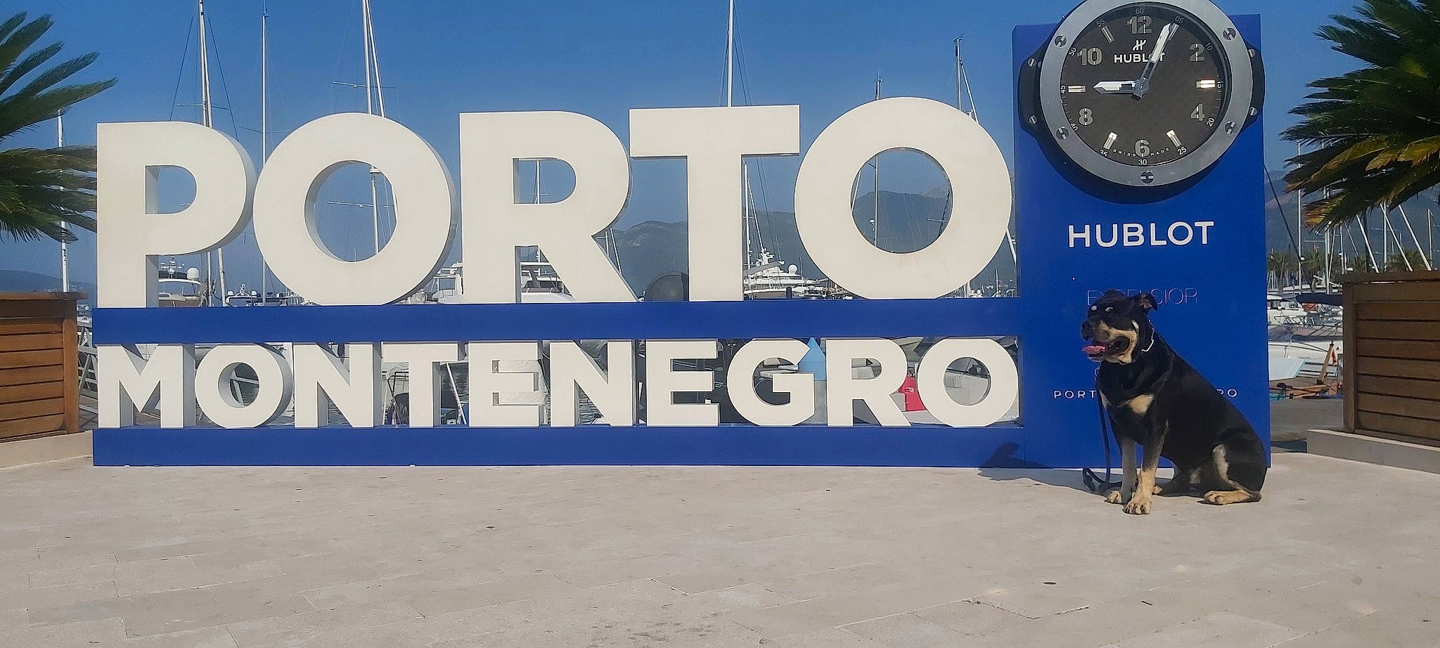 Pharo participe au concours pour gagner de l'argent avec cette photo : advertising, auto_part, automotive_tire, automotive_wheel_system, brand, carnivore, circle, dog, dog_breed, dog_sports, electric_blue, font, gas, graphics, logo, motor_vehicle, pet_supply, sign, signage, working_animal