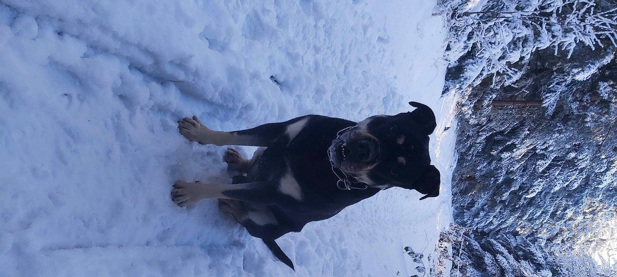 Pharo participe au concours pour gagner de l'argent avec cette photo : adventure, arctic, canidae, carnivore, dog, dog_breed, extreme_sport, freezing, fun, fur, ice_cap, playing_in_the_snow, recreation, sky, slope, snout, snow, sporting_group, tree, winter