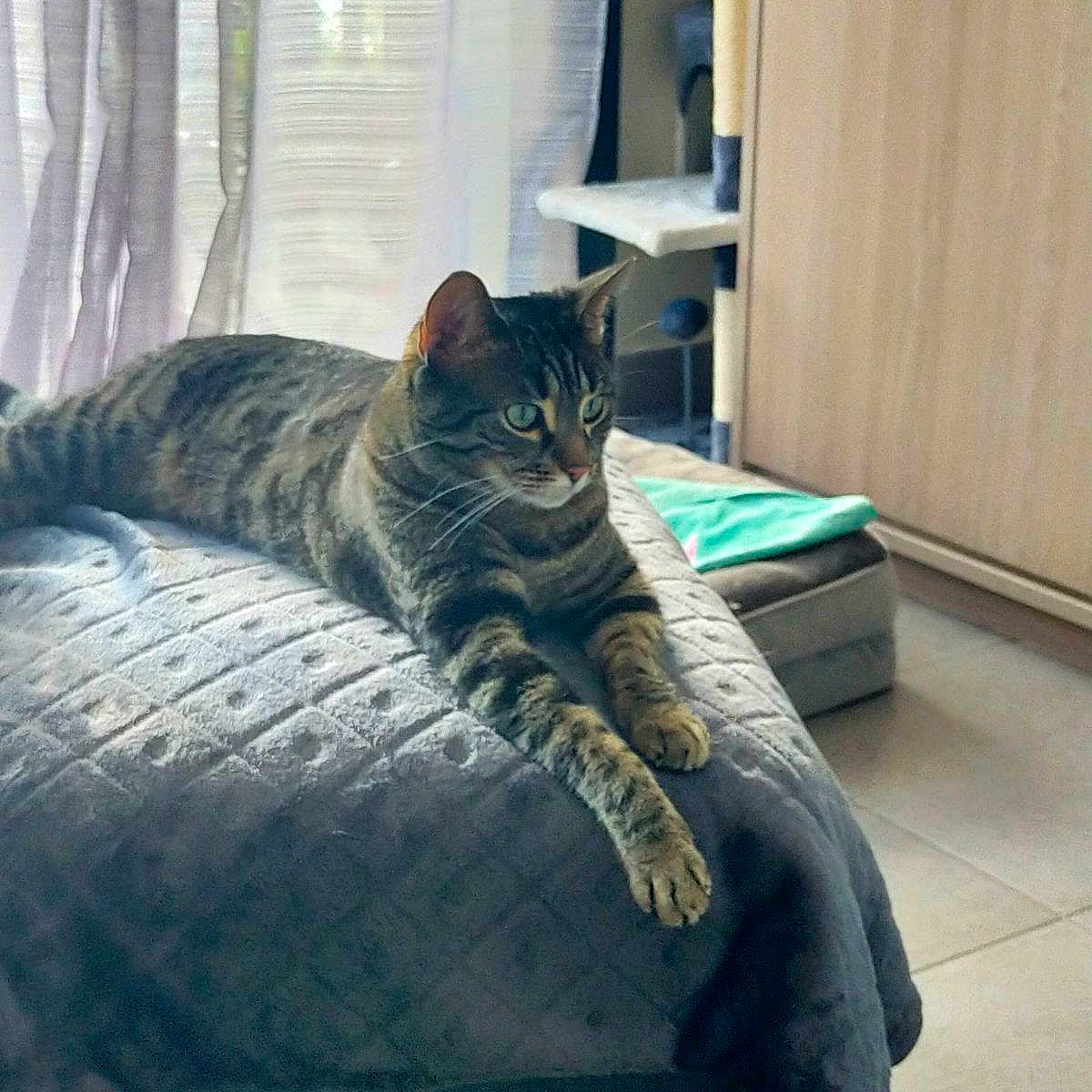Cuelha