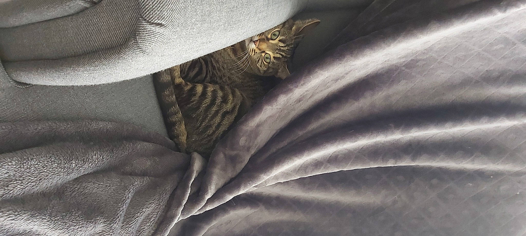 Cuelha participe au concours pour gagner de l'argent avec cette photo : close_up, darkness, electric_blue, fashion_accessory, flag, flowering_plant, grey, leather, linens, macro_photography, metal, monochrome_photography, outerwear, pattern, petal, satin, silk, sleeve, tints_and_shades, wing