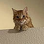 cat, orange_tabby, curious, paws, wall, indoor, pet, feline, animal, closeup, whiskers, ears, looking, texture, domestic_cat, cute, playful, young_cat, mammal, furry