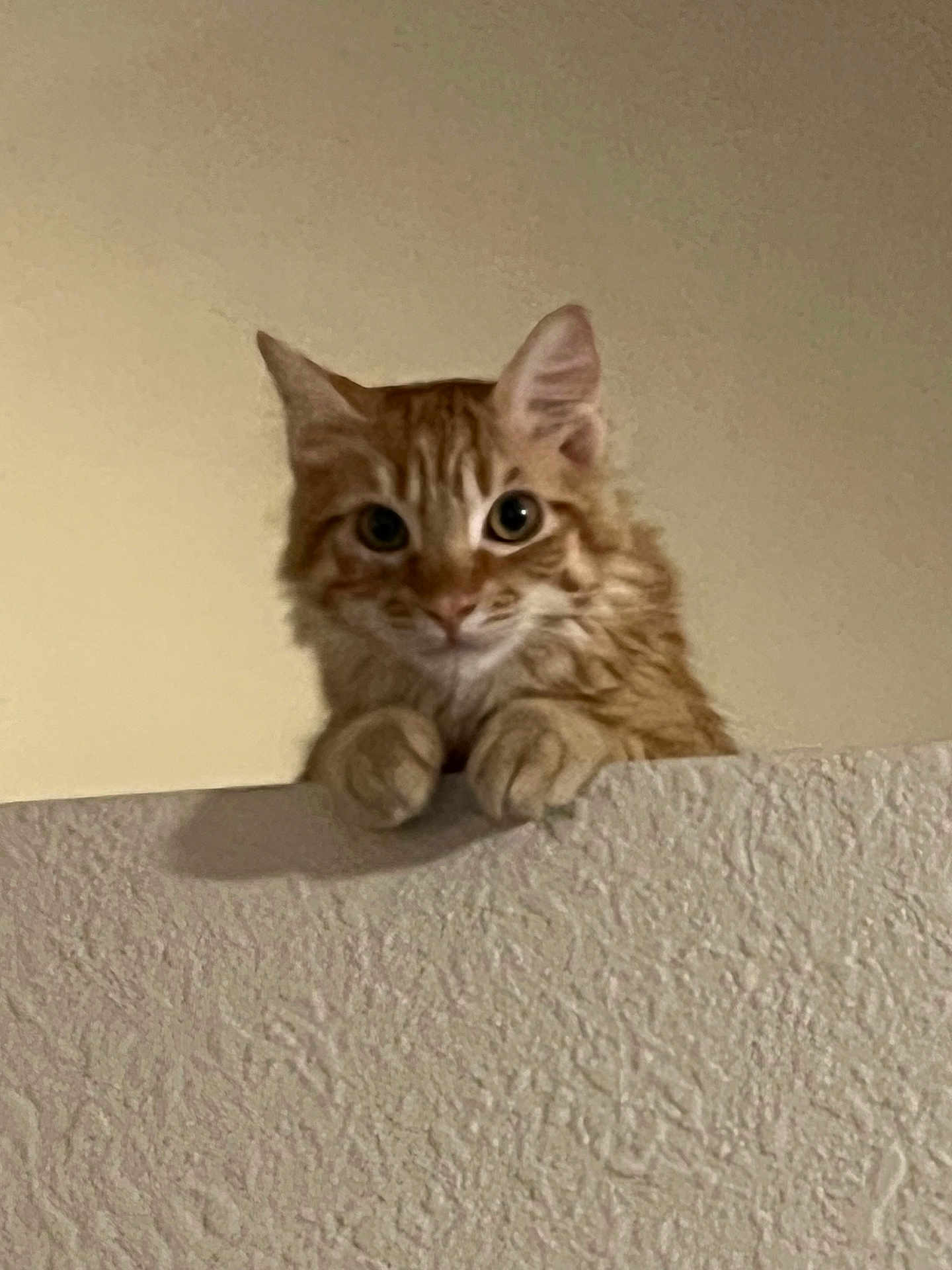 Marc Campbell joined the competition — help win amazing prizes! cat, orange_tabby, curious, paws, wall, indoor, pet, feline, animal, closeup, whiskers, ears, looking, texture, domestic_cat, cute, playful, young_cat, mammal, furry