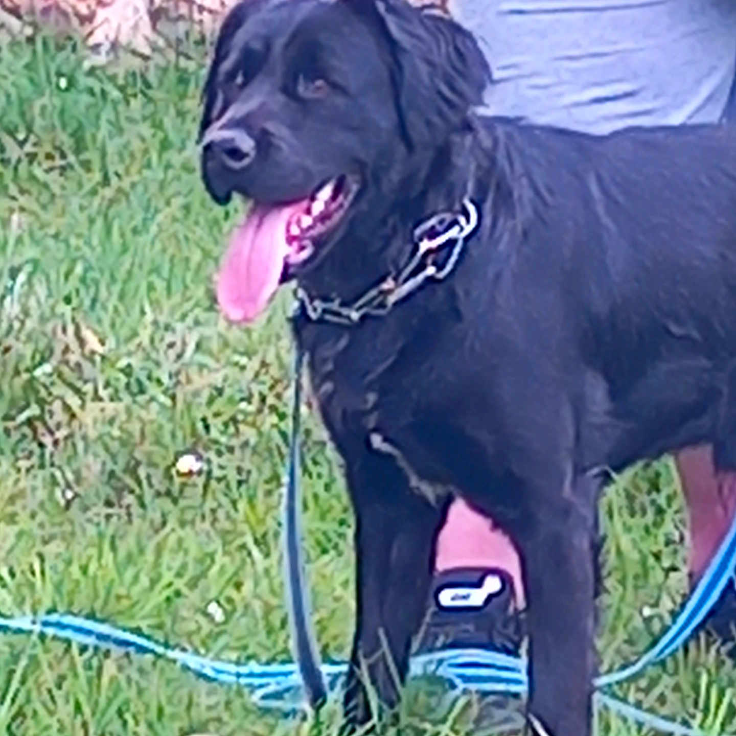 Thor a rejoint le concours — aidez-le/la à gagner de superbes lots ! animal, black_dog, canine, collar, companionship, dog, domestic_animal, grass, greenery, happy, leash, nature, outdoor, person_partial, pet, playful, shorts, sneakers, summer, tongue_out