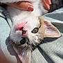 kitten, cat, pet, animal, cute, feline, fur, whiskers, paw, hand, light, sunlight, denim, clothing, closeup, playful, young, cute_animal, domestic, resting