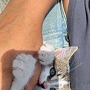 Ayla a rejoint le concours — aidez-le/la à gagner de superbes lots ! kitten, cat, hand, arm, denim, clothing, outdoor, grass, pet, cute, fur, whiskers, claw, person, playing, young, animal, closeup, holding, nature